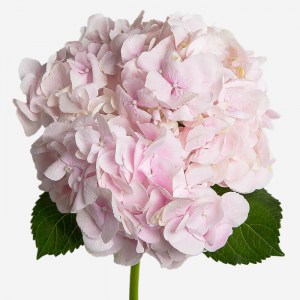 горт розовая